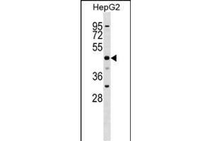 SLC2A9 Antibody (N-term) (ABIN1539587 and ABIN2848545) western blot analysis in HepG2 cell line lysates (35 μg/lane). (SLC2A9 抗体  (N-Term))