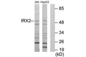 Western blot analysis of extracts from 293/HepG2 cells, using IRX2 Antibody. (IRX2 抗体  (AA 231-280))