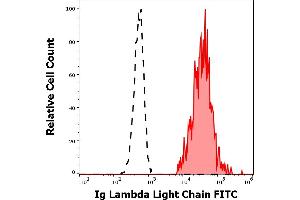 Separation of human Ig lambda light chain positive B-lymphocytes (red-filled) from Ig lambda light chain negative CD19 negative lymphocytes (black-dashed) in flow cytometry analysis (surface staining) of human peripheral whole blood stained using anti-human Ig lambda light chain (4C2) FITC antibody (20 μL reagent / 100 μL of peripheral whole blood). (Lambda-IgLC 抗体  (FITC))