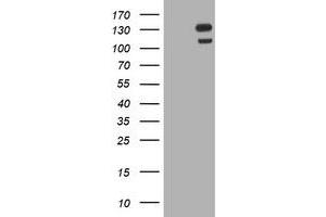 Image no. 14 for anti-Ubiquitin Specific Peptidase 7 (Herpes Virus-Associated) (USP7) antibody (ABIN1498592) (USP7 抗体)