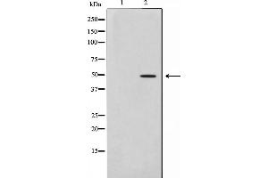 Western blot analysis on HepG2 cell lysate using AZI2 Antibody,The lane on the left is treated with the antigen-specific peptide. (AZI2 抗体  (N-Term))