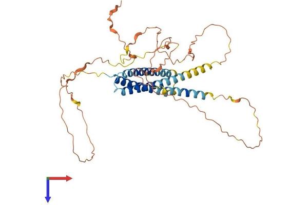 C19orf46 Protein (AA 1-404) (His tag)