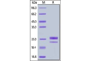 SDS-PAGE (SDS) image for Tumor Necrosis Factor (Ligand) Superfamily, Member 18 (TNFSF18) (AA 50-177) (Active) protein (His tag) (ABIN6938904)