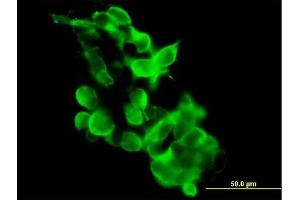 Immunofluorescence of purified MaxPab antibody to GPR34 on 293 cell.