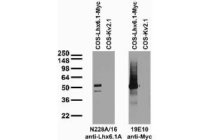 Transfected cell immunoblot: extracts of COS cells transiently transfected with Myc-tagged Lhx6.