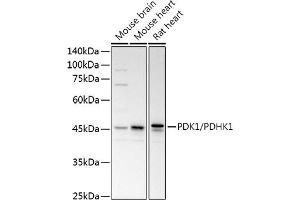 Western blot analysis of extracts of various cell lines, using PDK1/PDHK1 antibody (ABIN3015351, ABIN3015352, ABIN1681301, ABIN5663787 and ABIN6214001) at 1:1000 dilution. (PDPK1 抗体  (AA 1-150))