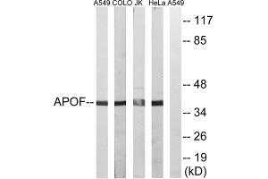 Western blot analysis of extracts from A549 cells, COLO cells, Jurkat cells and HeLa cells, using APOF antibody. (Apolipoprotein F 抗体  (C-Term))