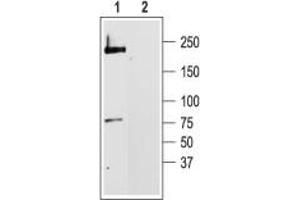 Western blot analysis of rat brain membranes: - 1. (CACNA1C 抗体  (Intracellular))