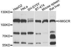 Western blot analysis of extracts of various cell lines, using HMGCR antibody (ABIN5970803) at 1/1000 dilution. (HMGCR 抗体)