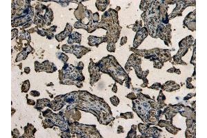 (ABIN184738) (4 μg/mL) staining of paraffin embedded Human Placenta.