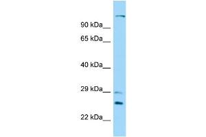 Host: Rabbit Target Name: DNAH12 Sample Type: 721_B Whole Cell lysates Antibody Dilution: 1. (DNAH12 抗体  (N-Term))