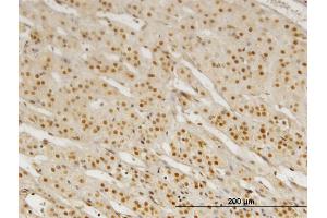 Immunoperoxidase of monoclonal antibody to PBX3 on formalin-fixed paraffin-embedded human adrenal gland. (PBX3 抗体  (AA 342-434))