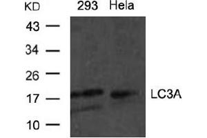 Image no. 1 for anti-Microtubule-Associated Protein 1 Light Chain 3 alpha (MAP1LC3A) (N-Term) antibody (ABIN319368) (MAP1LC3A 抗体  (N-Term))