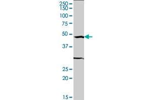 SRF monoclonal antibody (M04), clone 2C9. (SRF 抗体  (AA 244-332))