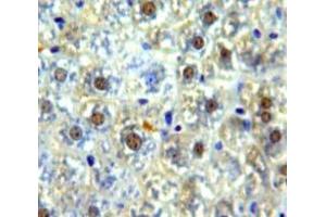 IHC-P analysis of Liver tissue, with DAB staining. (NUP98 抗体  (AA 629-894))