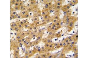 Immunohistochemistry (IHC) image for anti-Pancreatic and Duodenal Homeobox 1 (PDX1) (AA 1-30) antibody (ABIN3032144)
