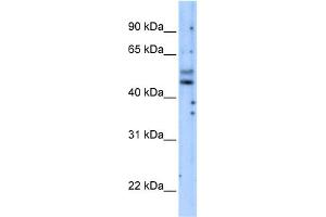 WB Suggested Anti-PIK3R3 Antibody Titration:  5. (PIK3R3 抗体  (Middle Region))