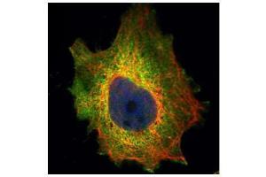 ICC/IF Image Confocal immunofluorescence analysis (Olympus FV10i) of paraformaldehyde-fixed HeLa, using PDCD4, antibody (Green) at 1:500 dilution. (PDCD4 抗体)
