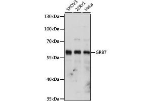 Western blot analysis of extracts of various cell lines, using GRB7 antibody (ABIN6130432, ABIN6141380, ABIN6141381 and ABIN6221346) at 1:1000 dilution. (GRB7 抗体  (AA 1-140))