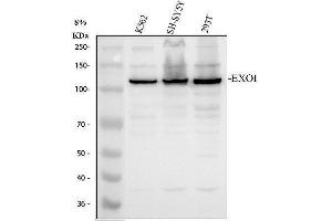 Western blot analysis of EXO1 using anti-EXO1 antibody (ABIN7600922).
