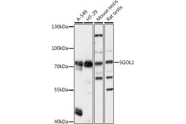 Shugoshin 抗体  (AA 10-100)