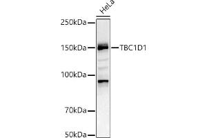 Western blot analysis of extracts of HeLa cells, using TBC1D1 antibody (ABIN6129487, ABIN6148878, ABIN6148879 and ABIN6225024) at 1:1000 dilution. (TBC1D1 抗体  (AA 520-710))
