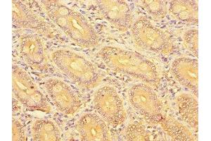Immunohistochemistry of paraffin-embedded human small intestine tissue using ABIN7162261 at dilution of 1:100 (OST alpha 抗体  (AA 1-48))