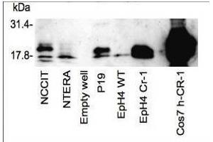 Western blot using  affinity purified anti-Cripto-1 antibody shows detection of endogenous and transfected Cripto-1 from mouse and human sources. (Cripto-1 抗体  (Internal Region))