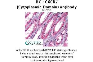 Image no. 1 for anti-Chemokine (C-X-C Motif) Receptor 7 (CXCR7) (3rd Cytoplasmic Domain) antibody (ABIN1733421) (CXCR7 抗体  (3rd Cytoplasmic Domain))