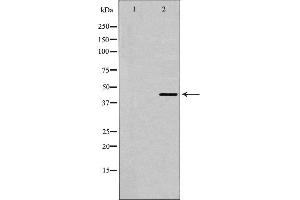 Western blot analysis of 5-HT-1A expression in HepG2 cells. (Serotonin Receptor 1A 抗体  (Internal Region))