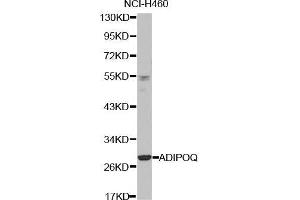 Western blot analysis of extracts of NCI-H460 cell line, using ADIPOQ antibody. (ADIPOQ 抗体  (AA 19-104))