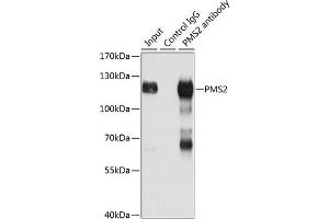 Immunoprecipitation analysis of 150 μg extracts of Jurkat cells using 3 μg PMS2 antibody . (PMS2 抗体  (AA 390-670))