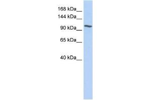 WB Suggested Anti-NNT Antibody Titration:  0. (NNT 抗体  (N-Term))