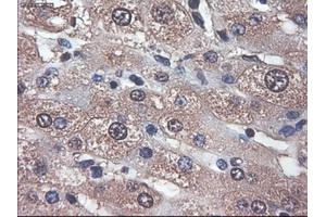 Immunohistochemical staining of paraffin-embedded liver using anti-APOM (ABIN2452530) mouse monoclonal antibody. (Apolipoprotein M 抗体  (AA 23-188))