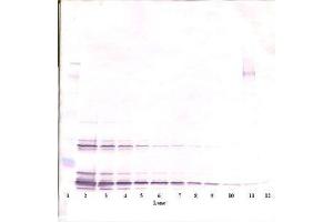 Image no. 2 for anti-KIT Ligand (KITLG) antibody (ABIN465803) (KIT Ligand 抗体)