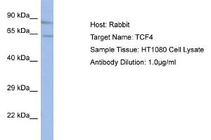 Host:  Rabbit  Target Name:  TCF4  Sample Type:  HT1080 Whole Cell lysates  Antibody Dilution:  1. (TCF4 抗体  (N-Term))