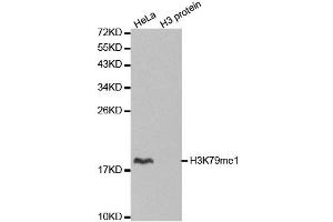 Western blot analysis of extracts of various cell lines, using MonoMethyl-Histone H3-K79 antibody. (Histone 3 抗体  (H3K79me))