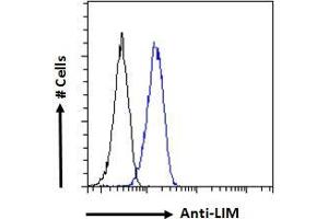 ABIN6391400 Flow cytometric analysis of paraformaldehyde fixed HeLa cells (blue line), permeabilized with 0. (LMO3 抗体  (C-Term))