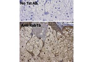 Immunohistochemistry (IHC) image for anti-RAB1B, Member RAS Oncogene Family (RAB1B) (C-Term) antibody (ABIN6254186) (RAB1B 抗体  (C-Term))