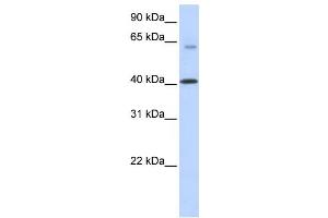 Western Blotting (WB) image for anti-Transmembrane Protein 195 (TMEM195) antibody (ABIN2458851)