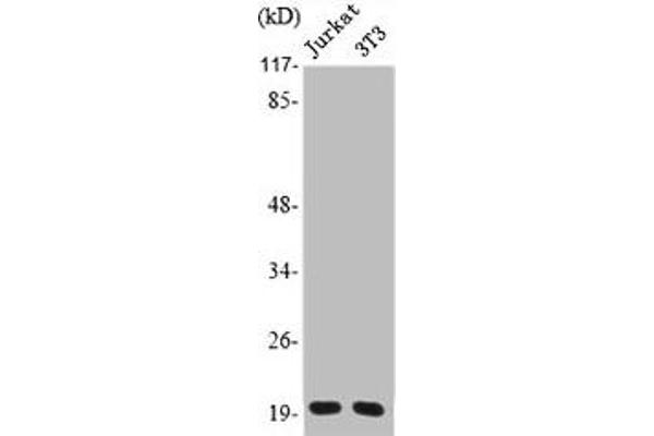 PRAF2 抗体  (C-Term)