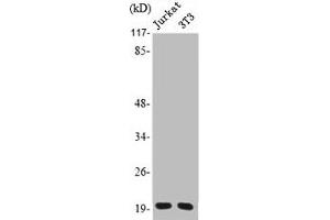 Western Blot analysis of Jurkat NIH-3T3 cells using PRAF2 Polyclonal Antibody (PRAF2 抗体  (C-Term))