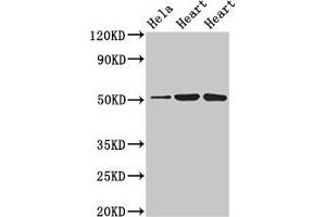 Western Blot Positive WB detected in: Hela whole cell lysate, Rat heart tissue, Mouse heart tissue All lanes: ATP1B1 antibody at 3 μg/mL Secondary Goat polyclonal to rabbit IgG at 1/50000 dilution Predicted band size: 36, 35 kDa Observed band size: 52 kDa (ATP1B1 抗体  (AA 64-241))
