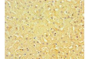 Immunohistochemistry of paraffin-embedded human liver tissue using ABIN7151877 at dilution of 1:100 (Ephrin B1 抗体  (AA 28-237))