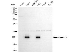 anti-Claudin 3 (CLDN3) antibody