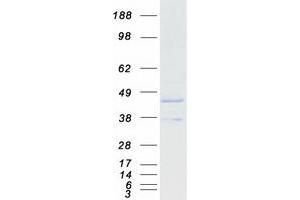 Validation with Western Blot