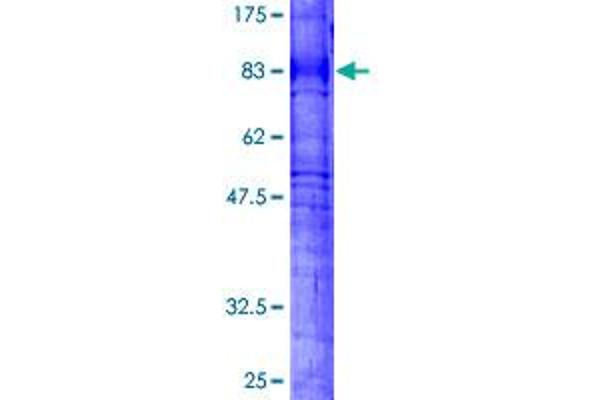 PTGER4 Protein (AA 1-488) (GST tag)