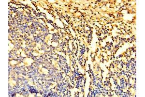 Immunohistochemistry (IHC) image for anti-Dynein, Light Chain, LC8-Type 1 (DYNLL1) (AA 1-89) antibody (ABIN7150882)