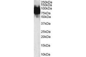Image no. 1 for anti-Kruppel-Like Factor 4 (Gut) (KLF4) (N-Term) antibody (ABIN374229) (KLF4 抗体  (N-Term))