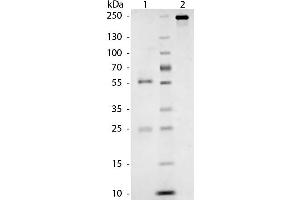 SDS-Page of Cat IgG Whole Molecule.